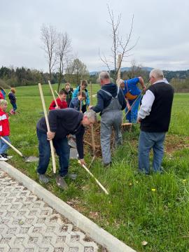 Sajenje medovitih dreves 1